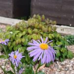 Barnhill Rock Garden