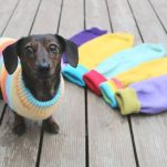 Dachshund jumpers